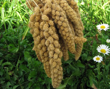 combien faire cuire le chumiz