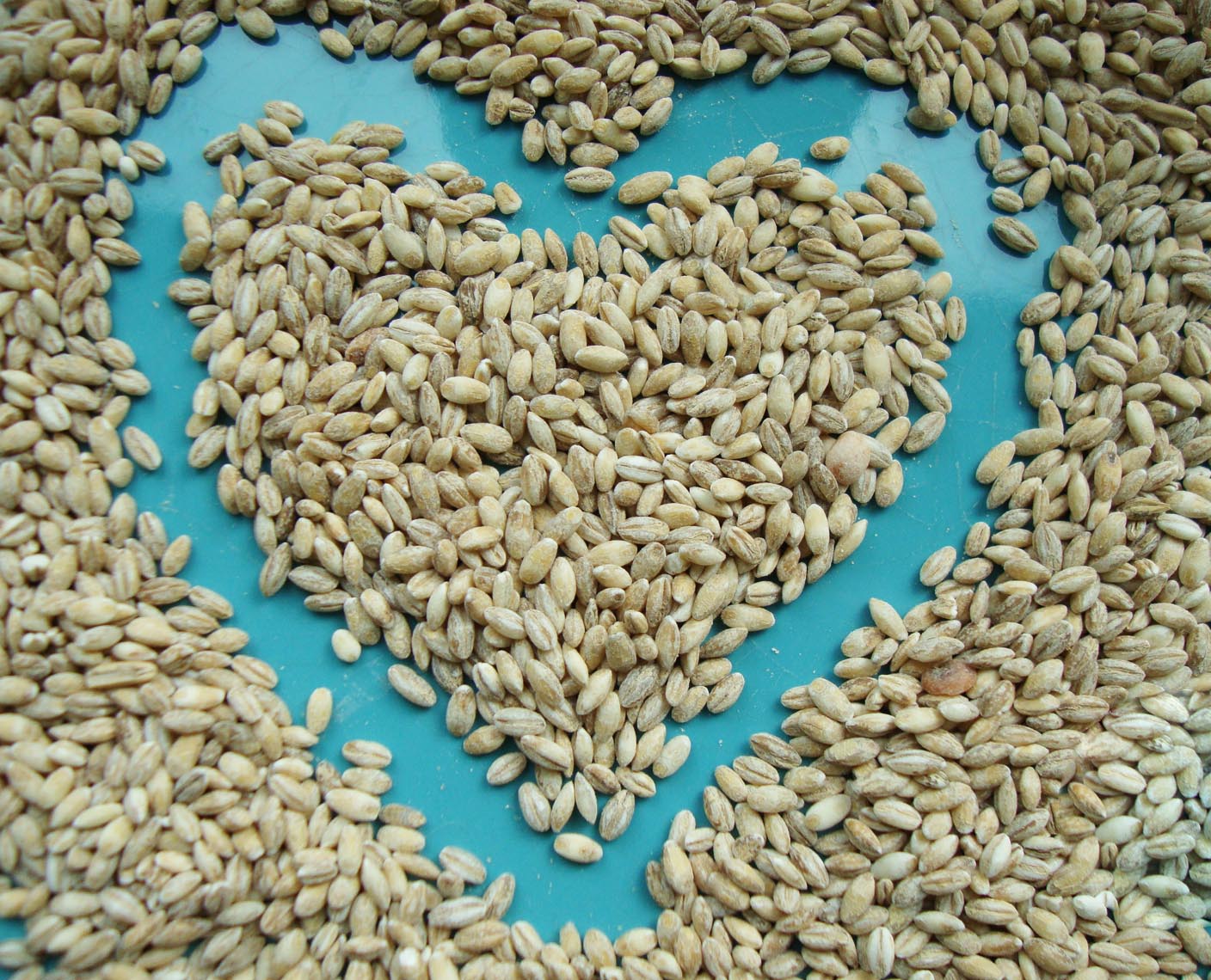 combien faire cuire comment faire cuire l'orge perlé