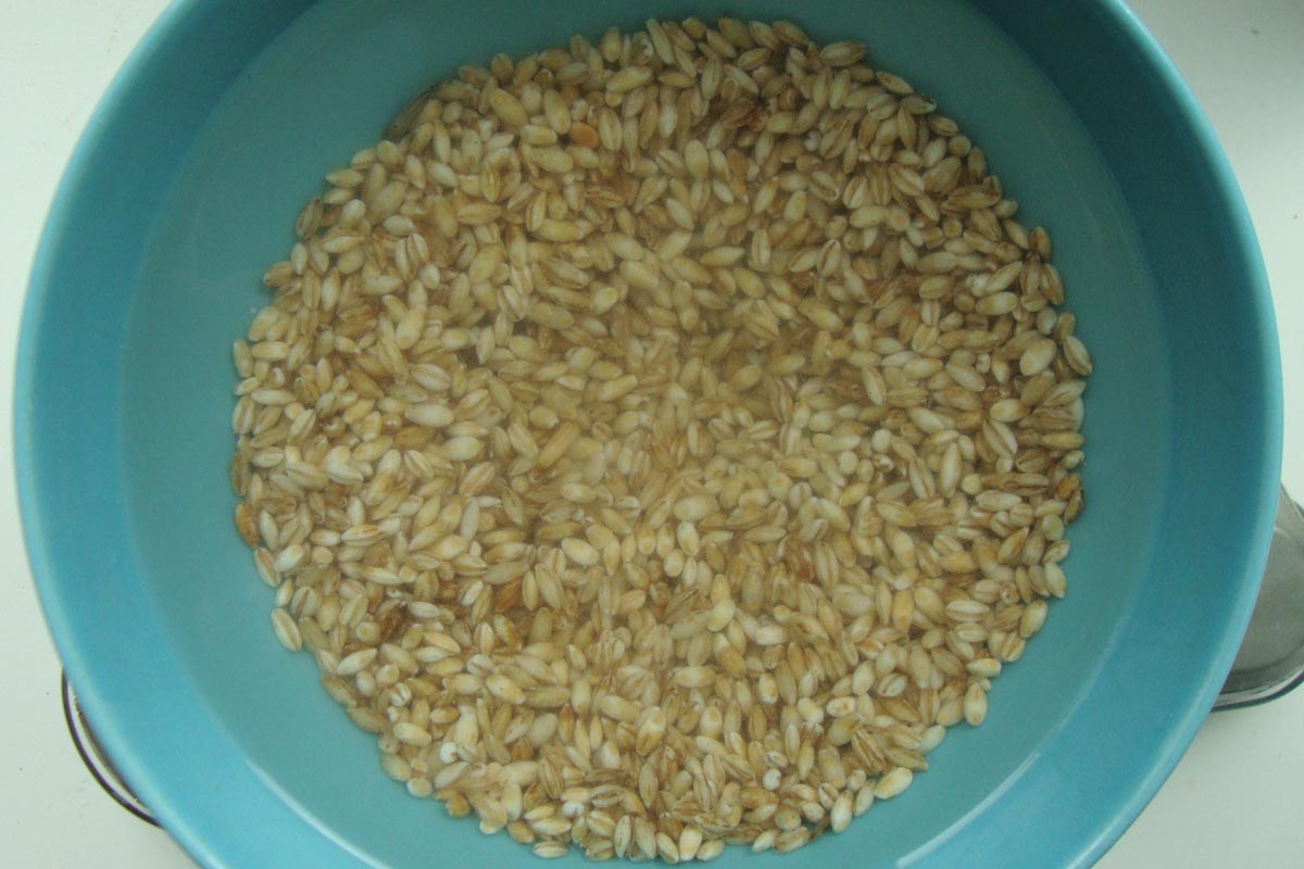 orge perlée trempée