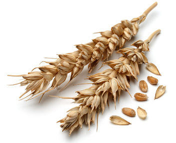 combien cuire du blé