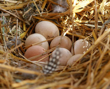 combien cuire des œufs de pintade