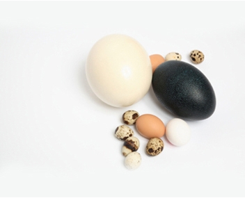 combien cuire des œufs d'autruche