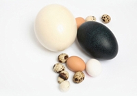 oeufs d'autruche