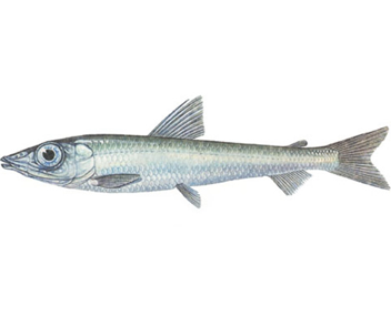 combien cuire du poisson en Argentine