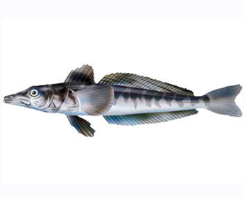 combien cuire du poisson glacé