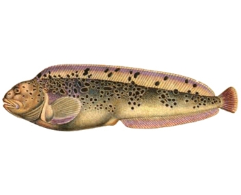 combien cuire le poisson-chat