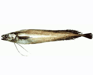 citron combien faire cuire un lemonema