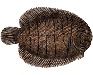 combien cuire la sole