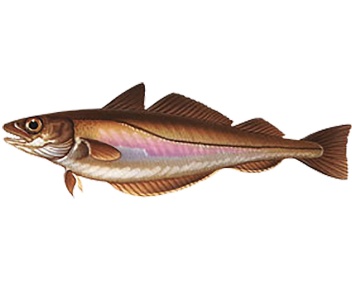 combien cuire du merlan