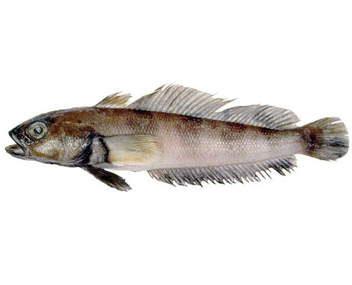 combien faire cuire la notothénie