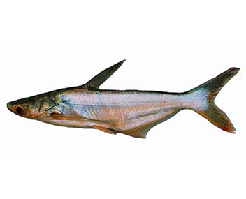 combien cuire pangasius