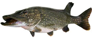 combien cuire le brochet