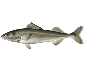 combien cuire de la goberge