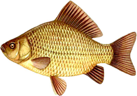 carpe crucian