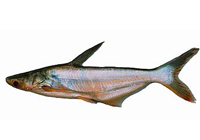 pangasius