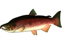 saumon coho