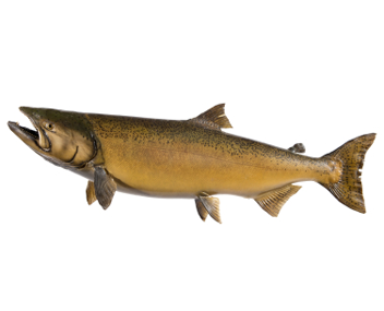 combien cuire l'oreille