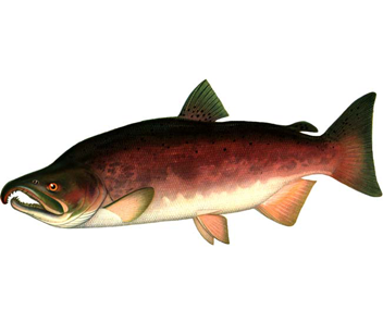 saumon coho combien cuire le saumon coho