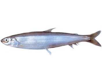 combien d'odeur pour cuisiner