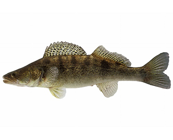 combien faire cuire le sandre