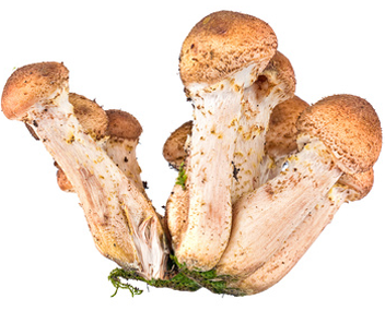 faire bouillir les champignons au miel