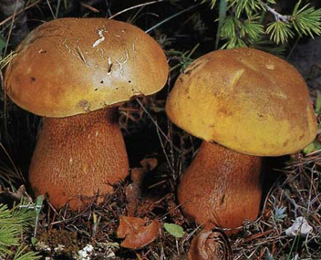 champignons Duboviks