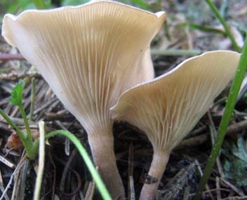 champignons bavards causeurs