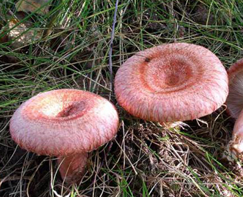 tremper et faire bouillir les vagues