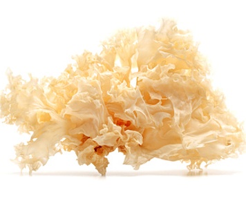 bois de champignons cornes de cerf