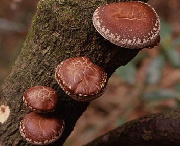 champignons shiitake shiitake