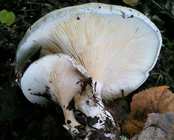 champignons cerises Cerise