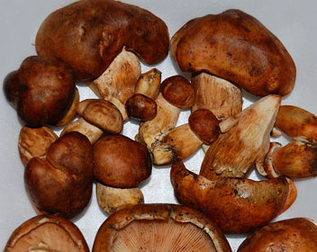 champignons au sol plaines inondables