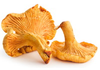 chanterelles