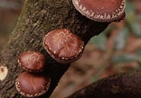 shiitake