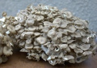 maitake