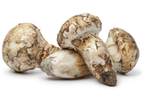 matsutake