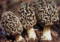 morilles