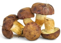 champignons polonais
