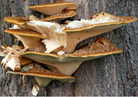 champignon de l'amadou