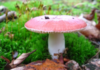 russula