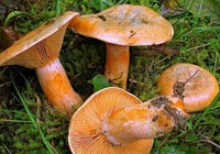 champignons