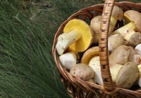 champignons semi-blancs