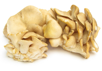 champignons Oyster
