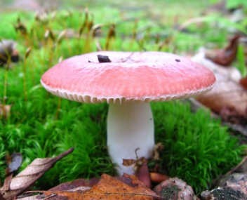 combien cuire de la russula