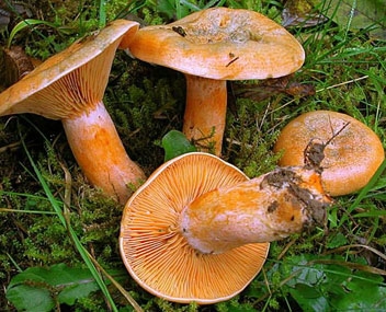 champignons comment faire cuire des champignons