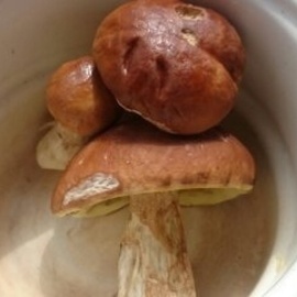 champignons porcini fraîchement cueillis