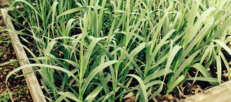 anak panah bawang putih