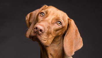 céréales pour chiens