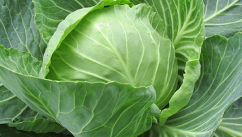 колко зеле ви е необходимо в борша