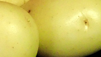 pommes de terre vertes